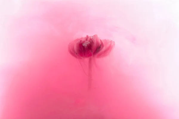 Vue rapprochée de fleur rose et éclaboussure d'encre — Photo de stock