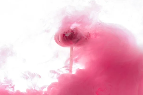 Close up view of pink flower and paint splash isolated on white — Stock Photo
