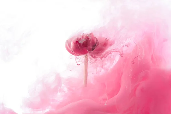 Close up view of pink flower and paint splash isolated on white — Stock Photo