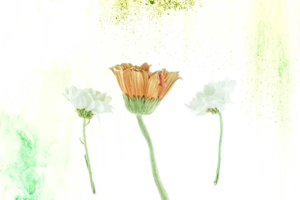 Yellow and white flowers and ink splashes isolated on white — Stock Photo