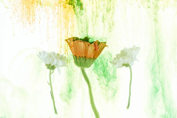 Yellow and white flowers and ink splashes isolated on white — Stock Photo