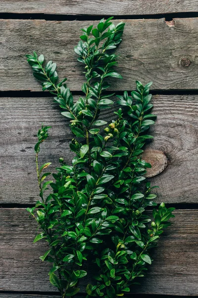 Vista superior de ramas de buxus verde en la superficie de madera - foto de stock