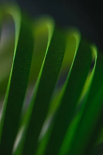 Vista ravvicinata di carta a strisce quilling verde su nero — Foto stock