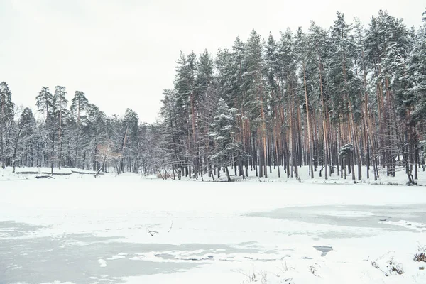 Estanque congelado y árboles en el bosque nevado - foto de stock