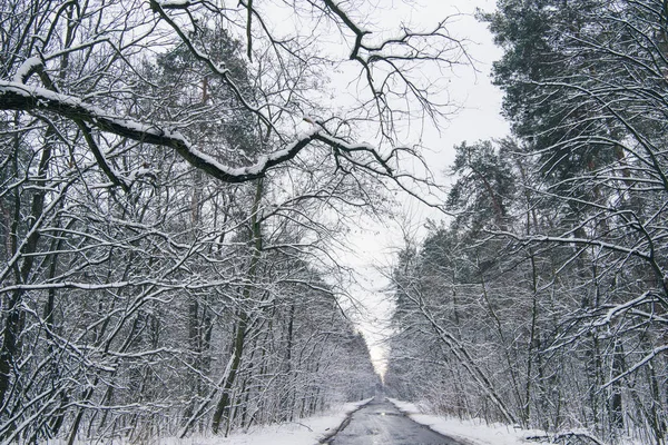 Route bétonnée dans la forêt enneigée d'hiver — Photo de stock