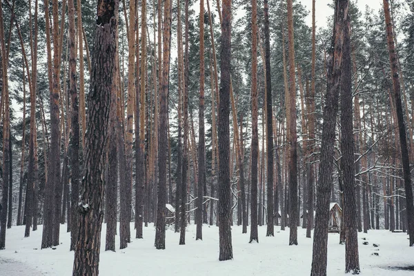 Pins bruns élevés dans la forêt enneigée — Photo de stock