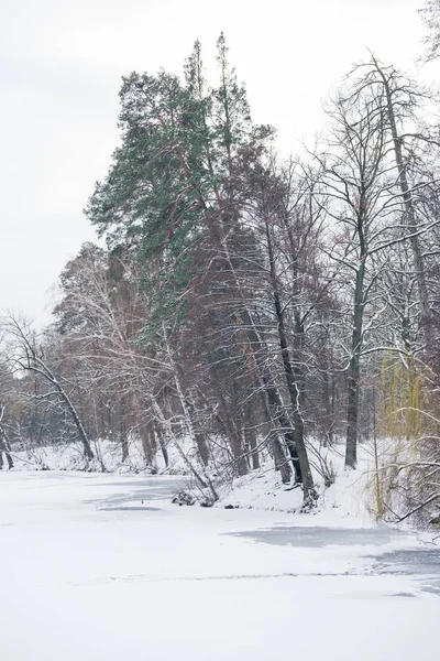 Frozen lake and trees in snowy forest — Stock Photo