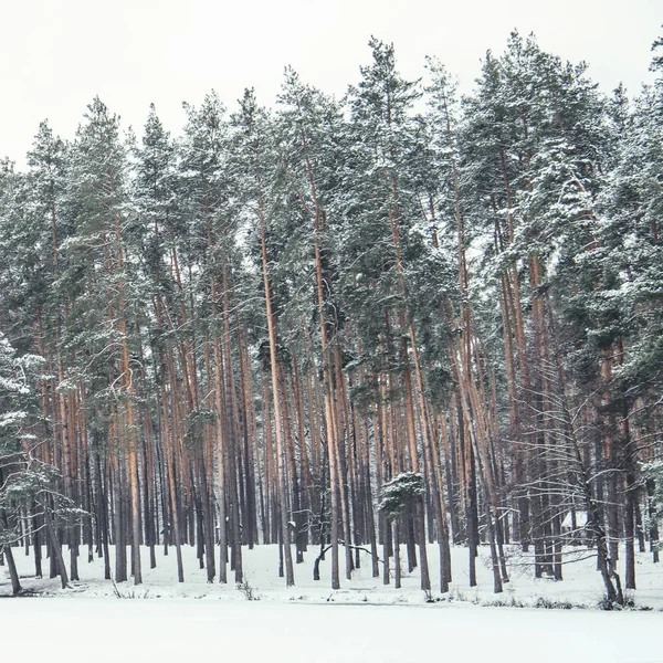 Pinos verdes altos cubiertos de nieve en el bosque - foto de stock