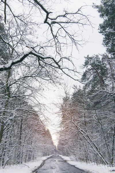 Puesta de sol en el bosque de invierno congelado con nieve - foto de stock