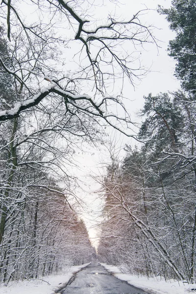 Sunset in frozen winter forest with snow — Stock Photo