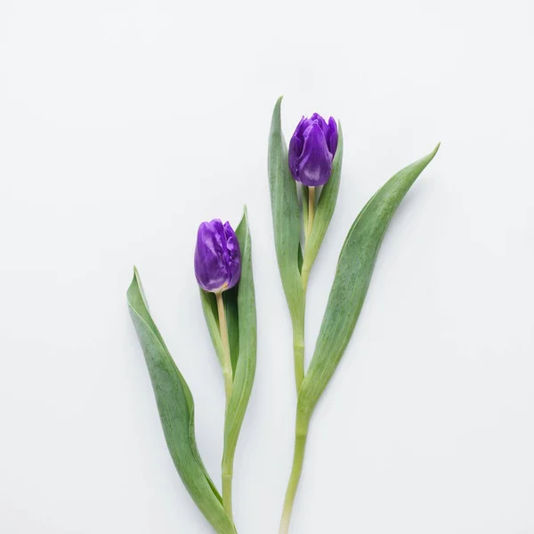 Vista superior de dos tulipanes morados, aislados en blanco - foto de stock