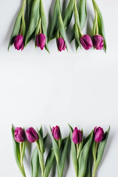 Top view of fresh purple tulips isolated on white with copy space — Stock Photo