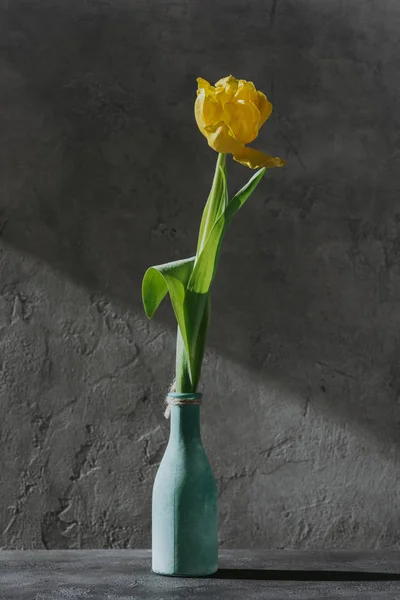 Yellow spring tulip in blue vase on grey surface — Stock Photo
