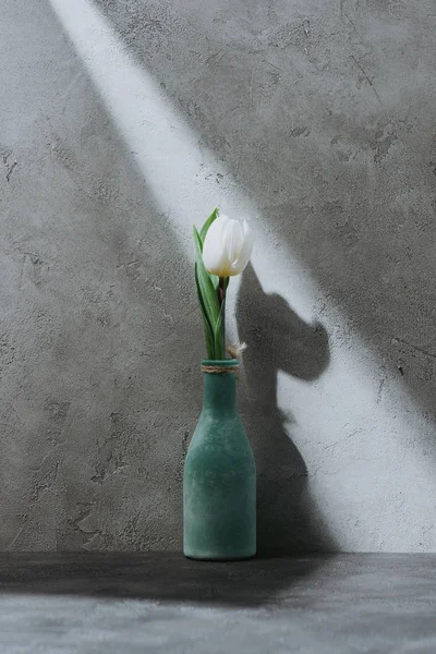 White spring tulip in blue vase on grey surface with shadow — Stock Photo