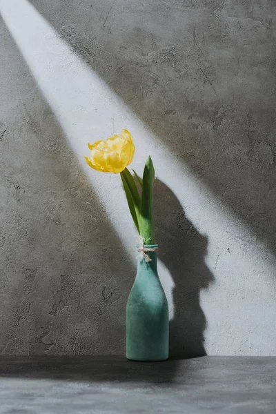 Yellow spring tulip in blue vase on grey surface with shadow — Stock Photo