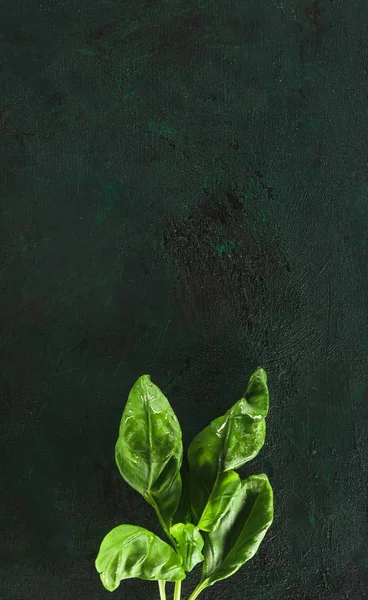 Vue de dessus des feuilles de basilic vert frais sur fond noir — Photo de stock