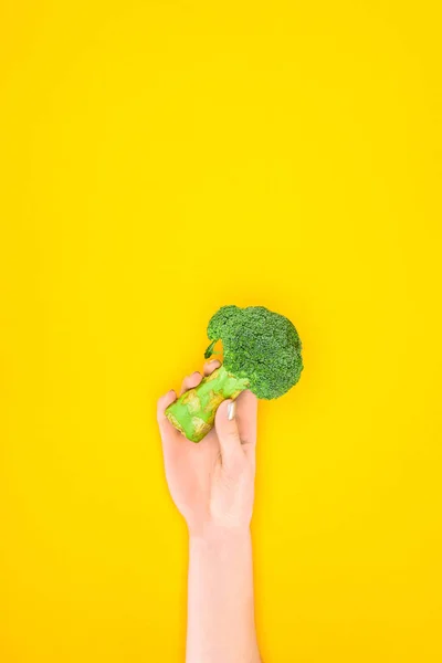 Cropped shot of person holding fresh green organic broccoli isolated on yellow — Stock Photo