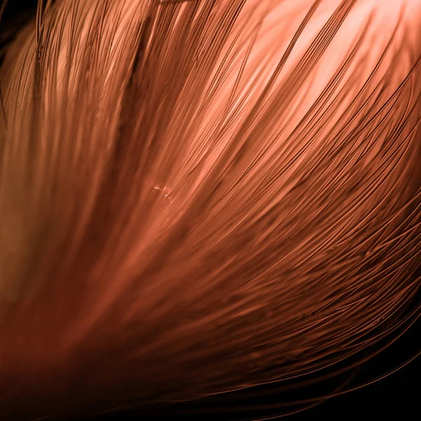 Close up of glowing pink fiber optics threads texture — Stock Photo