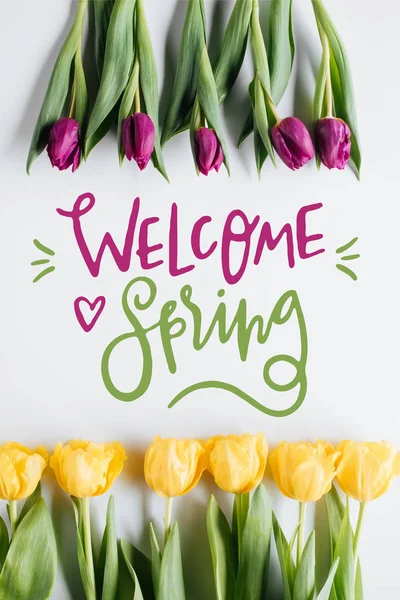 Вид зверху на жовті та фіолетові тюльпани та напис WELCOME SPRING — стокове фото