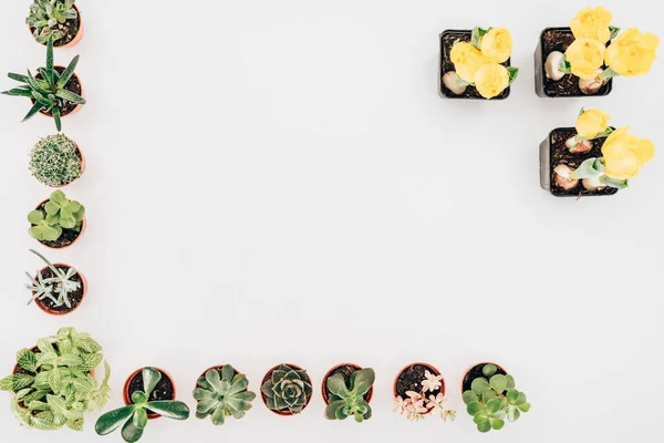 Top view of beautiful green succulents and yellow flowers in pots isolated on white — Stock Photo