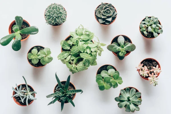 Top view of various green succulents in pots on white — Stock Photo