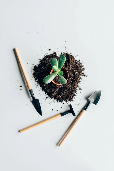 Draufsicht auf schöne grüne Pflanze im Topf, Erde und Gartengeräte auf grau — Stockfoto
