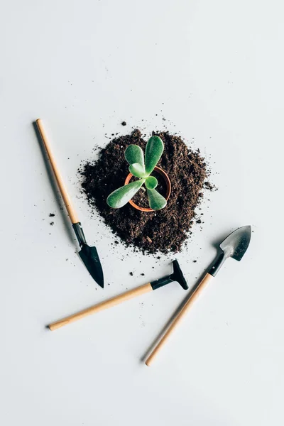 Vista superior de la hermosa planta verde en maceta, tierra y herramientas de jardinería en gris - foto de stock