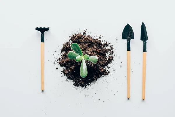 Draufsicht auf schöne grüne Pflanze im Boden und Gartengeräte auf grau — Stockfoto