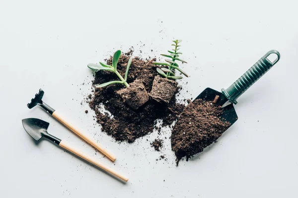 Vue de dessus des plantes vertes dans le sol, des outils de jardinage et du sol sur gris — Photo de stock