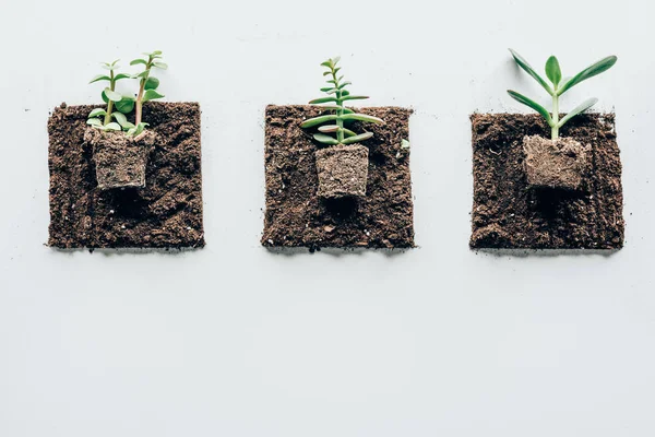 Vue de dessus de belles plantes vertes dans le sol sur gris — Photo de stock