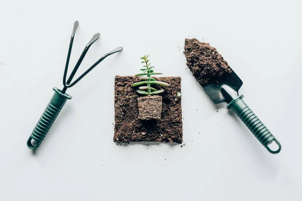 Vue de dessus de la belle plante verte dans le sol et outils de jardinage sur gris — Photo de stock