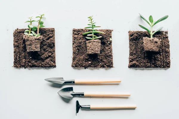 Vue de dessus de belles plantes vertes dans le sol et outils de jardinage sur gris — Photo de stock