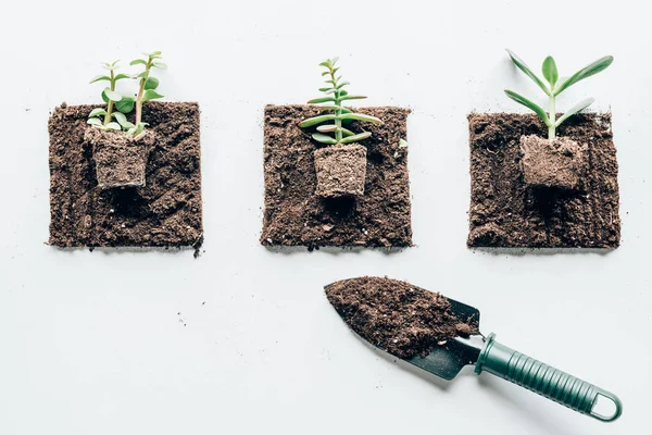 Vista superior de belas plantas verdes no chão e pequena pá para jardinagem em cinza — Fotografia de Stock
