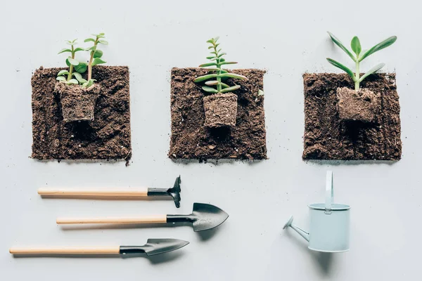 Vue de dessus de belles plantes vertes dans le sol, outils de jardinage et arrosoir sur gris — Photo de stock