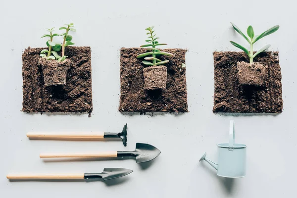 Vista superior de plantas verdes bonitas no solo, ferramentas de jardinagem e regador em cinza — Fotografia de Stock