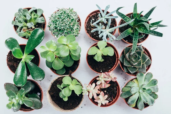 Top view of beautiful green succulents plants in pots on grey — Stock Photo