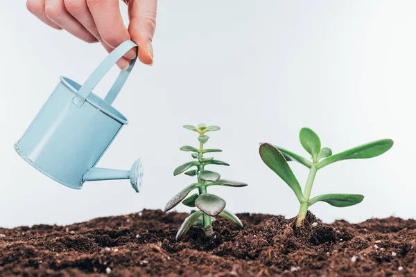 Plan recadré de main tenant arrosoir et de belles plantes vertes poussant dans le sol — Photo de stock