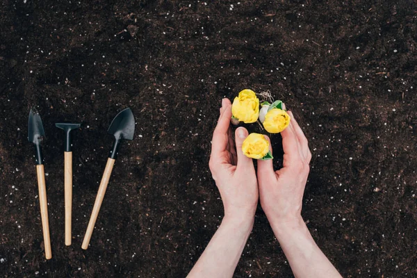 Cropped shot of human hands planting beautiful green flowers in soil and small gardening tools on ground — Stock Photo