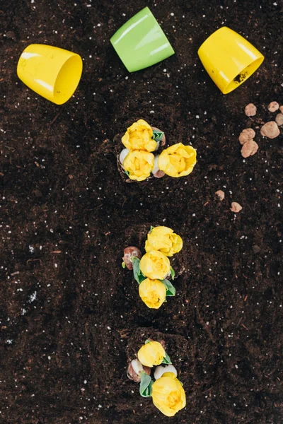 Vista superior de hermosas flores amarillas que crecen en el suelo y macetas en el suelo - foto de stock