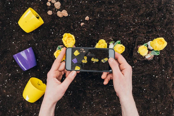 Partial view of person with smartphone photographing beautiful yellow flowers in soil — Stock Photo