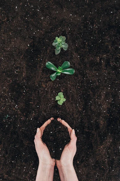 Tiro cortado de pessoa segurando solo e belas plantas verdes crescendo no chão — Fotografia de Stock