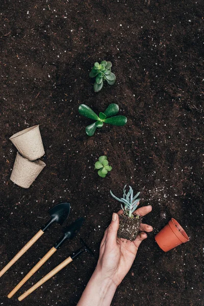 Colpo ritagliato di mano umana che tiene bella pianta verde nel terreno — Foto stock