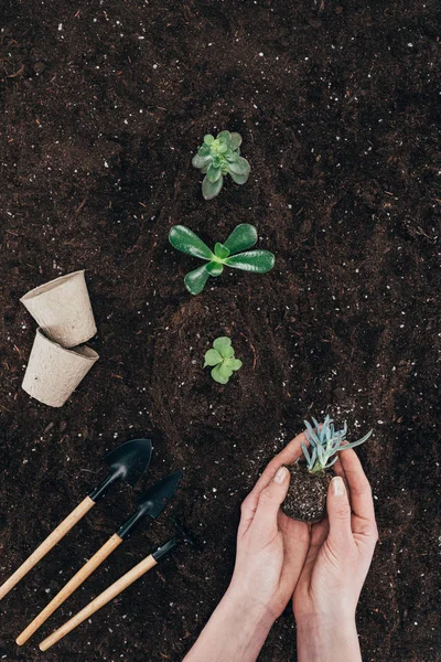 Partial top view of person holding beautiful green plant in soil — Stock Photo