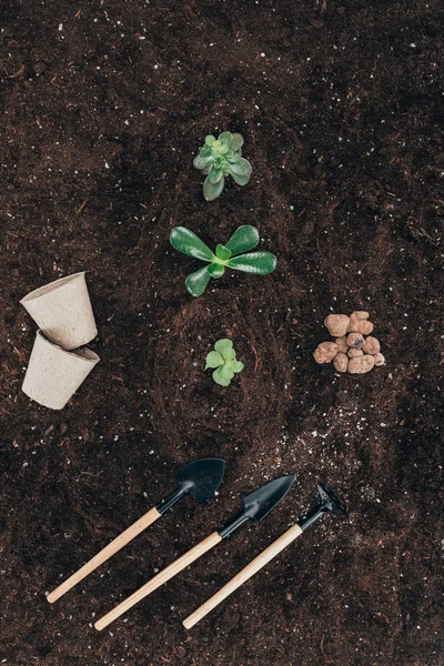 Вид на красивые зеленые растения в почве, цветочные горшки и садовые инструменты — стоковое фото