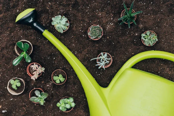 Top view of beautiful green potted plants and big plastic watering can on soil — Stock Photo