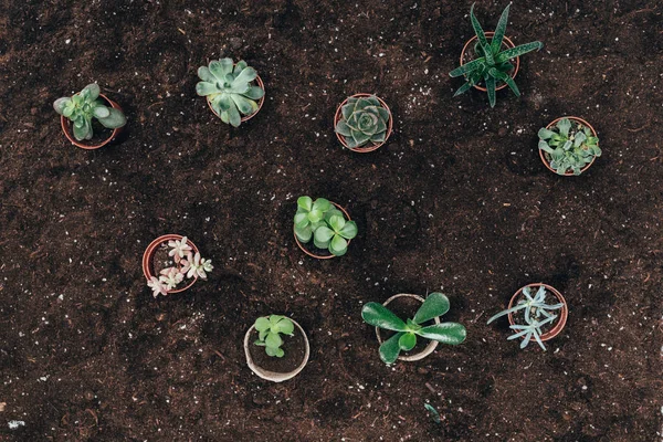 Vue de dessus de belles plantes vertes en pot sur le sol — Photo de stock