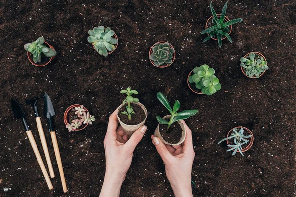 Tiro recortado de las manos sosteniendo plantas en maceta verde sobre el suelo y herramientas de jardinería - foto de stock