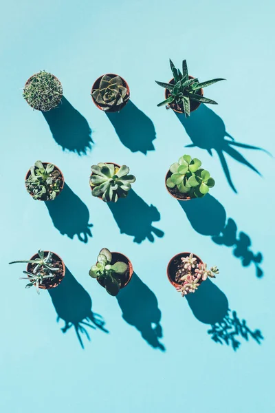 Vue de dessus de belles plantes d'intérieur vertes dans des pots avec des ombres sur bleu — Photo de stock