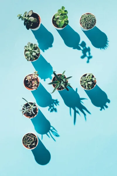 Vista superior de la letra F hecha de plantas en maceta verde sobre azul - foto de stock