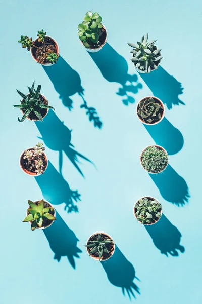 Vista superior de la letra O hecha de plantas en maceta verde sobre azul - foto de stock